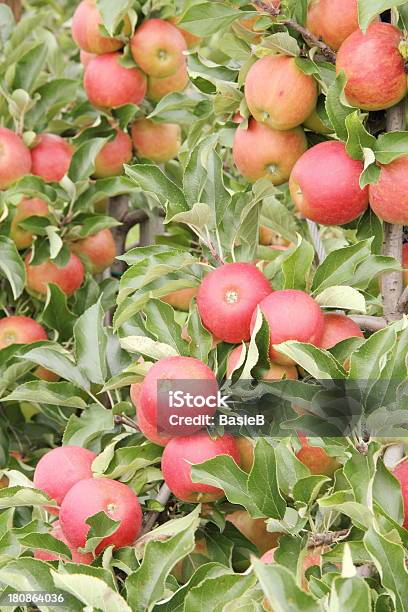 Apple Orchard Stockfoto und mehr Bilder von Apfel - Apfel, Apfelbaum, Deutschland