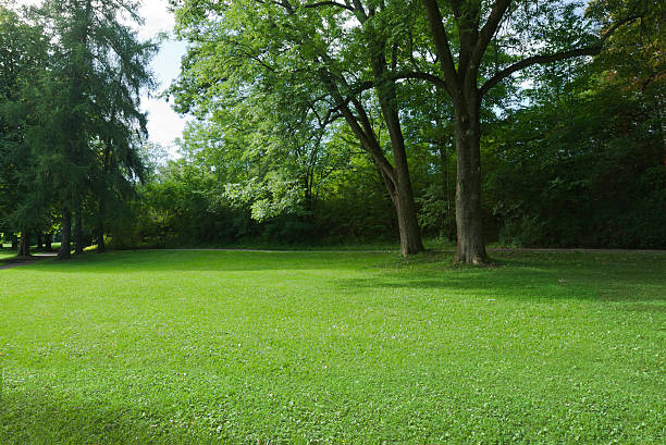 istock Green park  with large old decideous trees and shaded areas. 180864109