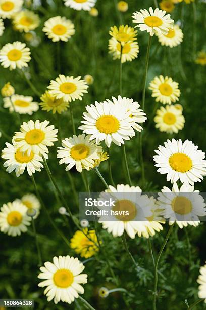 Golden Marguerite Stockfoto und mehr Bilder von Blume - Blume, Blumenbeet, Fotografie