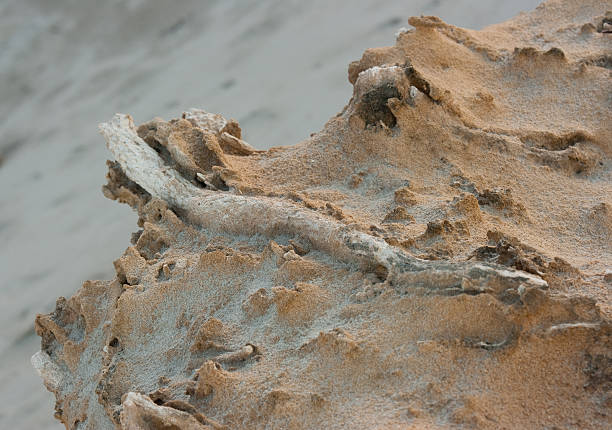 Fossilized Tree Root in Sandstone. stock photo