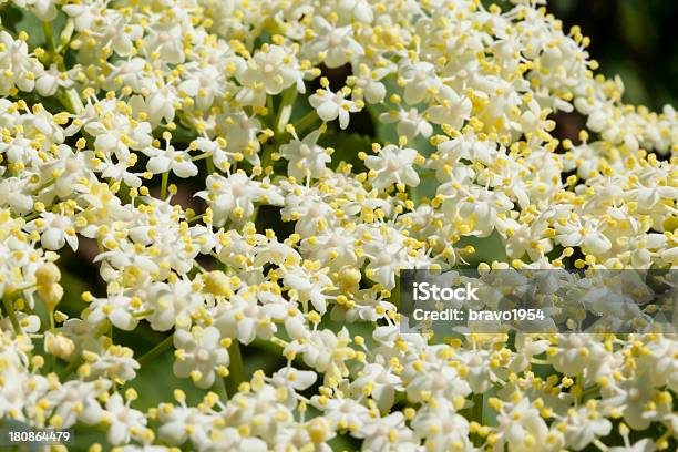 Baya Del Saúco Flor Foto de stock y más banco de imágenes de Baya del saúco - Baya del saúco, Blanco - Color, Comidas y bebidas