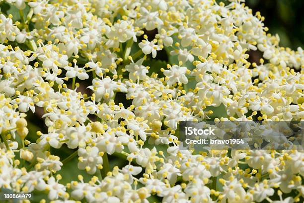 Dziki Bez Blossom - zdjęcia stockowe i więcej obrazów Bez czarny - Bez czarny, Bez ludzi, Biały