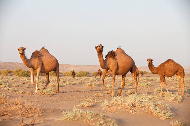 istock Dromadary Camel at Maranjab Desert, Iran 180864504