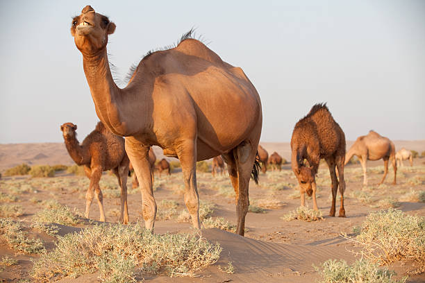 istock Camel group at Maranjab Desert, Iran 180864522