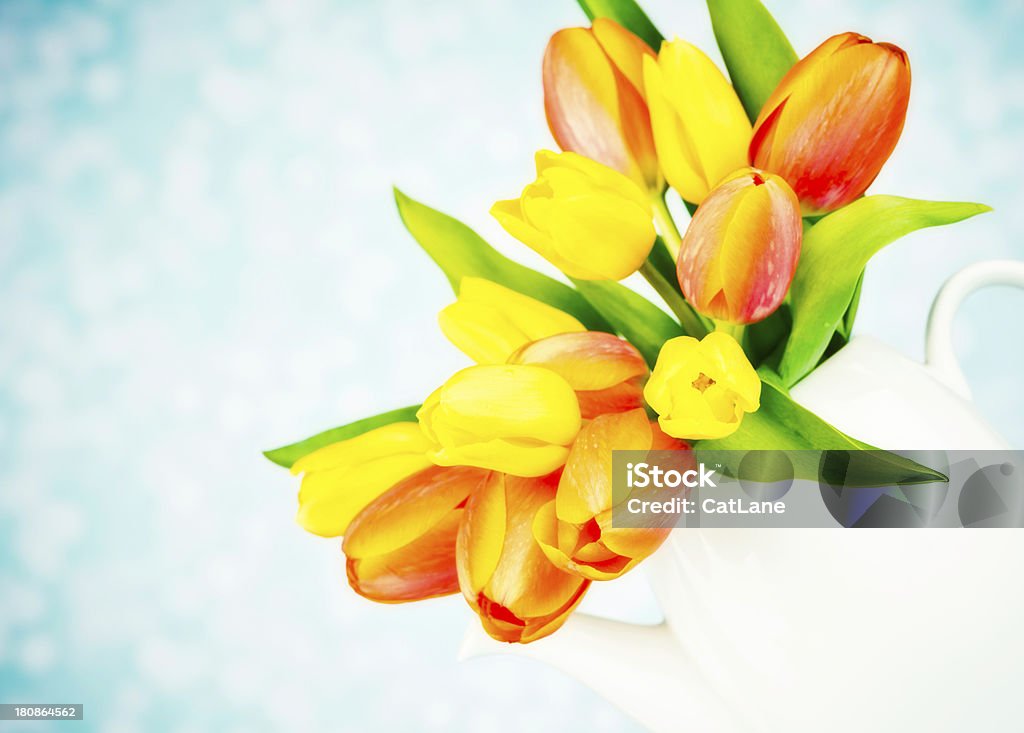 Fresh Tulip Bouquet in Teapot Beauty In Nature Stock Photo