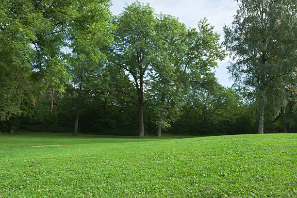 istock Green park  with large old decideous trees and shaded areas. 180864609
