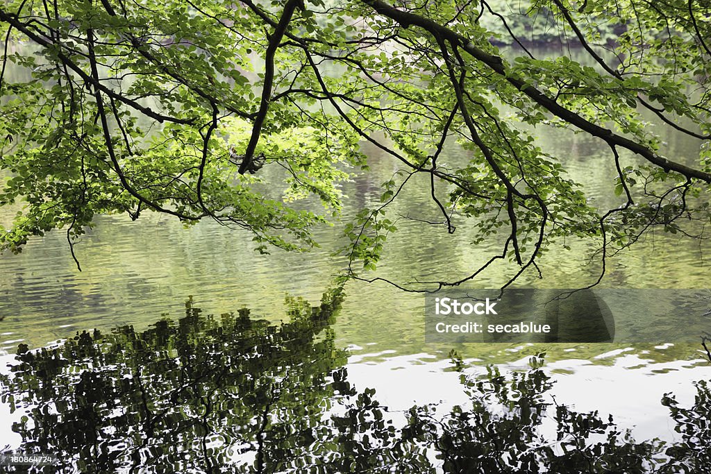 Árbol verde y agua - Foto de stock de Agua libre de derechos
