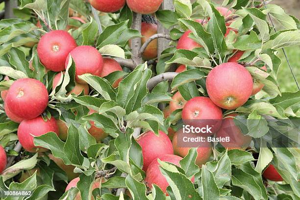 Apple Orchard Stockfoto und mehr Bilder von Apfel - Apfel, Apfelbaum, Blatt - Pflanzenbestandteile