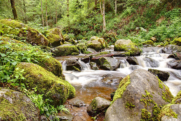 istock creek in the Black Forest / Germany 180864917