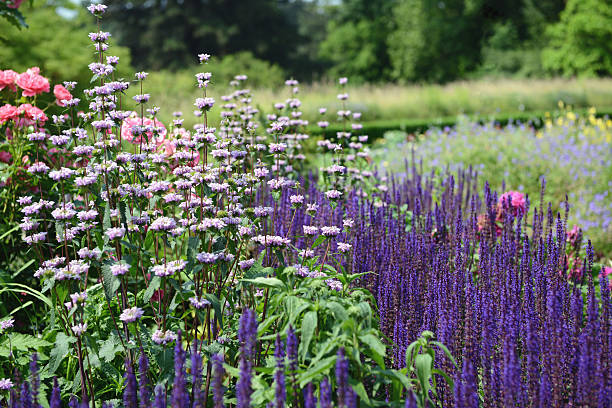 Beautiful Spring Garden with Various Trees and Flowering Plants, such as, Colorful Peonies in Shades of Dark Pink, Pink and White, Purple Salvia and a Carpet of Little Pink Flowers