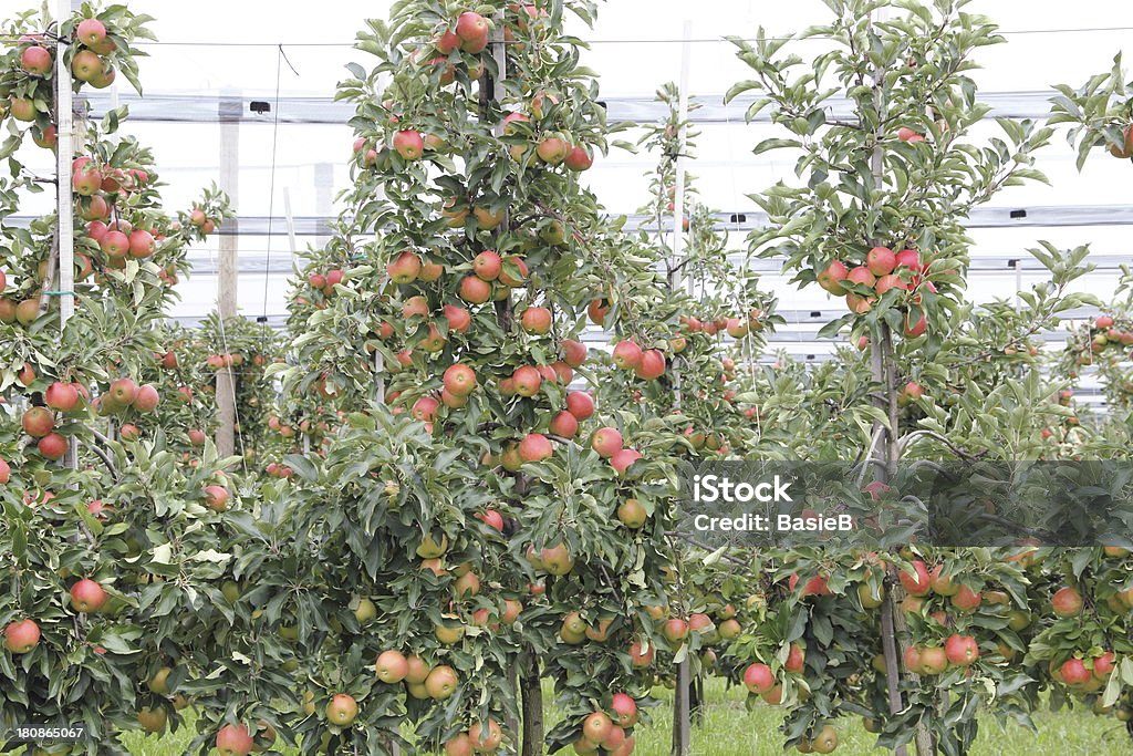 Apple orchard mit Hagel Schutz nets - Lizenzfrei Apfel Stock-Foto