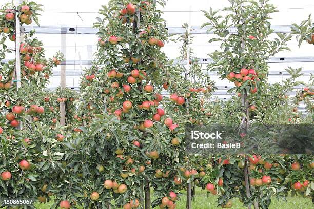 Apple Orchard Mit Hagel Schutz Nets Stockfoto und mehr Bilder von Apfel - Apfel, Apfelbaum, Deutschland