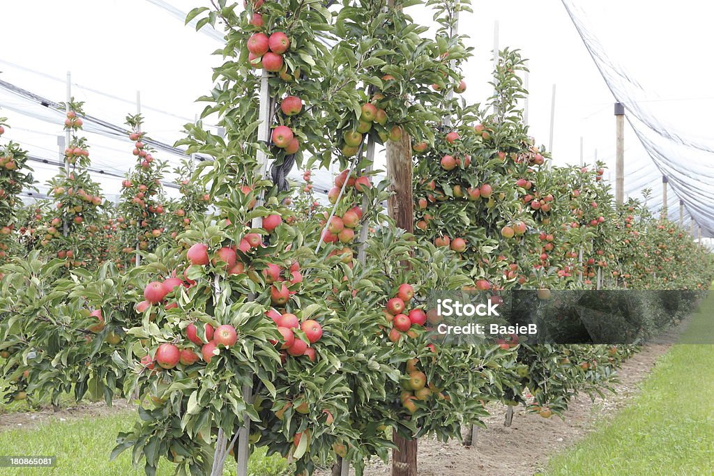 Apple orchard mit Hagel Schutz nets - Lizenzfrei Apfel Stock-Foto