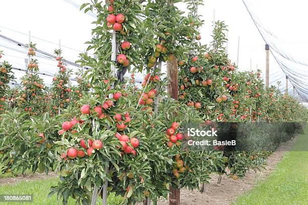 Apple Orchard Mit Hagel Schutz Nets Stockfoto und mehr Bilder von Apfel - Apfel, Apfelbaum, Deutschland