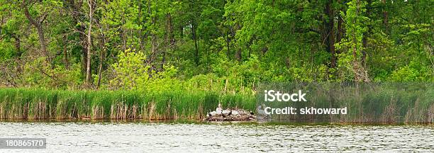 Familia De Blanco Americano Pelicans Foto de stock y más banco de imágenes de Espadaña - Espadaña, Lago, Minnesota