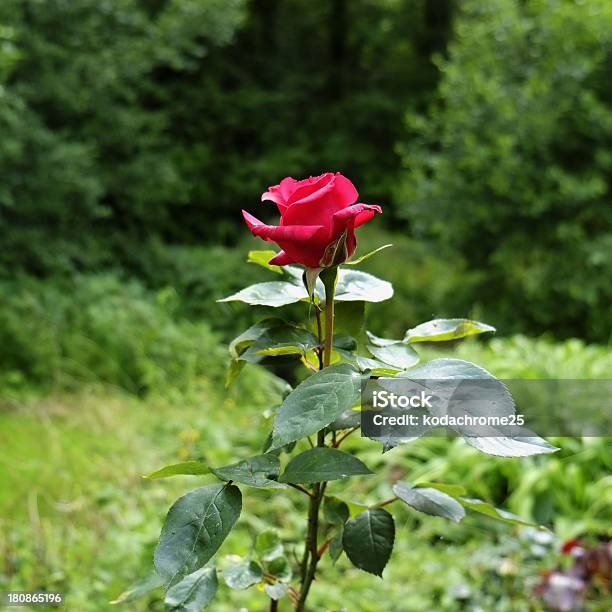 Rose Foto de stock y más banco de imágenes de Aire libre - Aire libre, Cabeza de flor, Color - Tipo de imagen