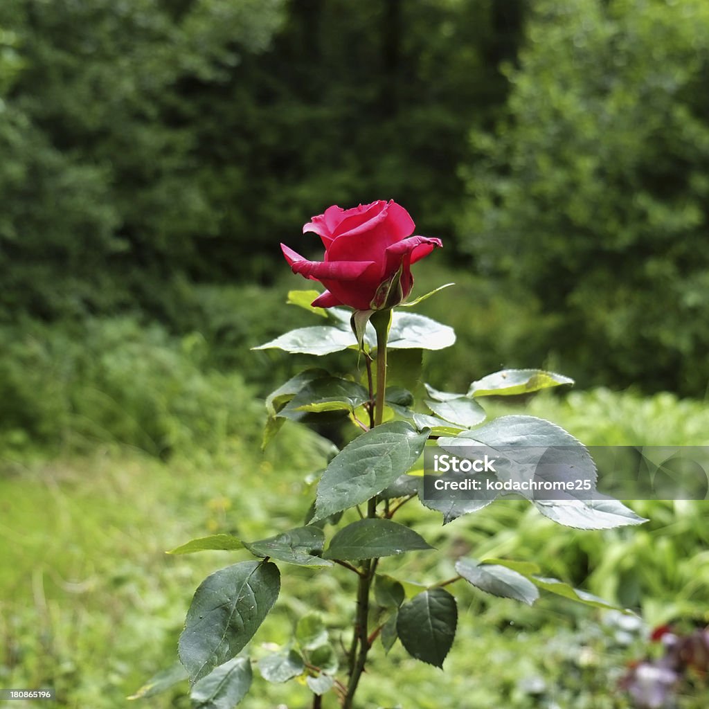 rose - 로열티 프리 0명 스톡 사진