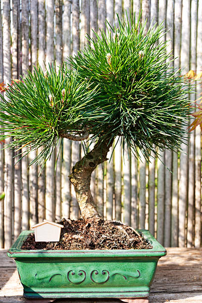 pinus thunbergii, pinheiros - pygmean - fotografias e filmes do acervo