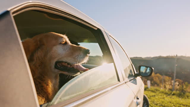 SLO MO  Cute Golden Retriever Sitting In Car Seen Through Window In Countryside On Sunny Day