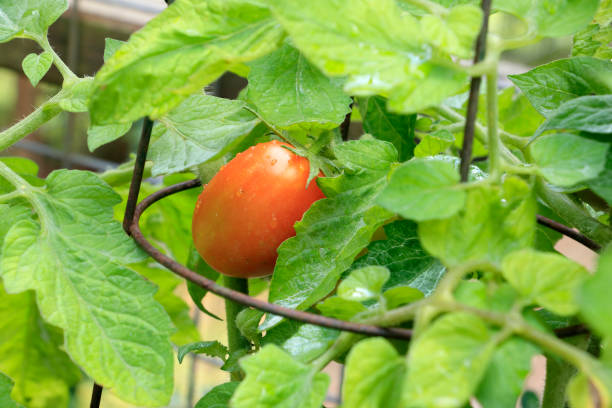 Roma Tomato Solanum lycopersicum Growing stock photo