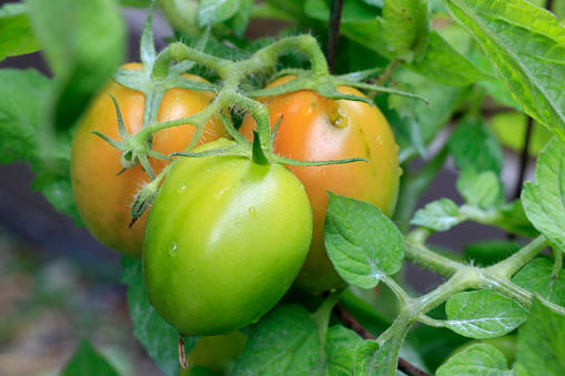 Roma Tomatoes Solanum lycopersicum growing on bush