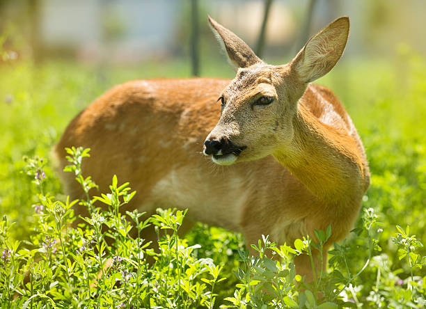 istock Young fawn in the wild 180865315