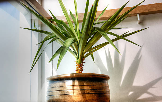 istock Green pot plant in pewter flowerpot 180865435