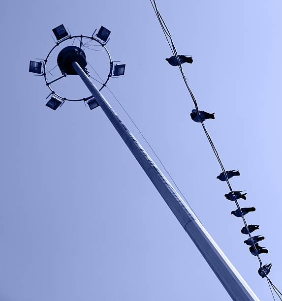istock Birds on power line, ballpark lights 180865558