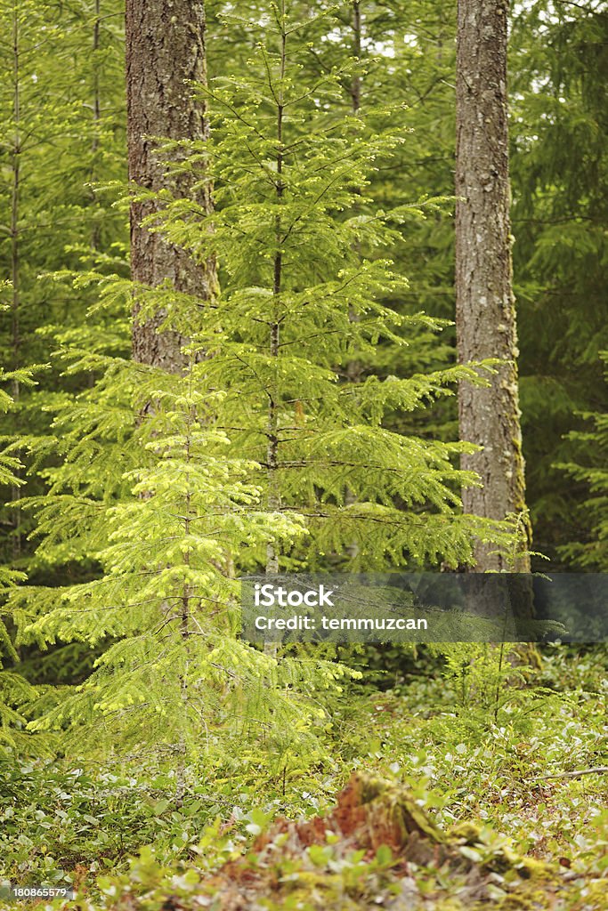 Wald - Lizenzfrei Baum Stock-Foto