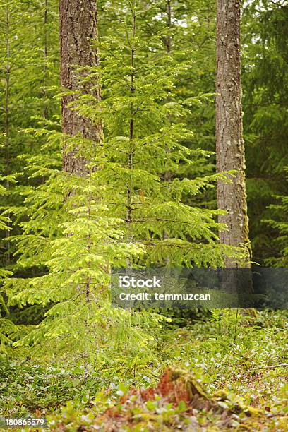 Wald Stockfoto und mehr Bilder von Baum - Baum, Berg, Bildhintergrund