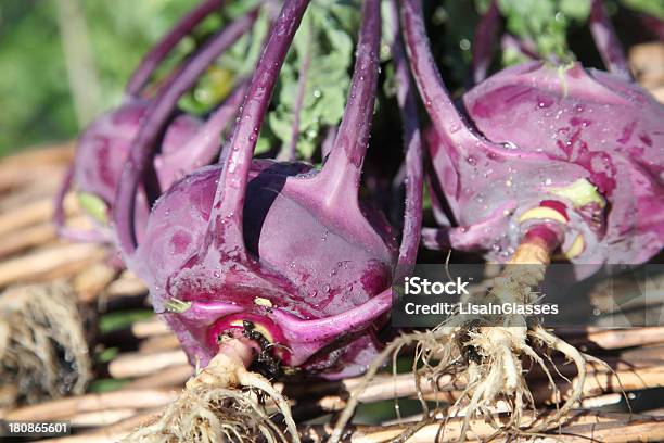 Kalarepa Purple - zdjęcia stockowe i więcej obrazów Bez ludzi - Bez ludzi, Domowy, Fotografika