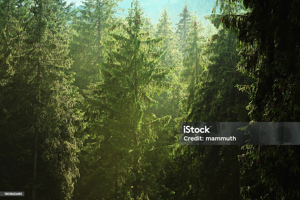 Foresta di conifere in montagna - Foto stock royalty-free di Acqua