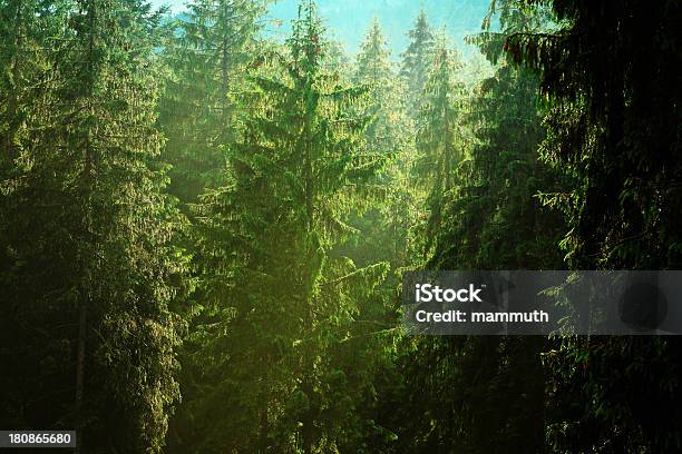 Foresta Di Conifere In Montagna - Fotografie stock e altre immagini di Acqua - Acqua, Albero, Ambientazione esterna
