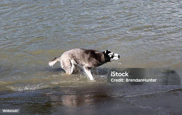 Secar - Fotografias de stock e mais imagens de Abanar - Abanar, Cão, Fotografia - Imagem