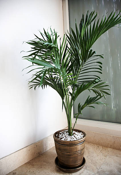istock Green pot plant in pewter flowerpot 180865830