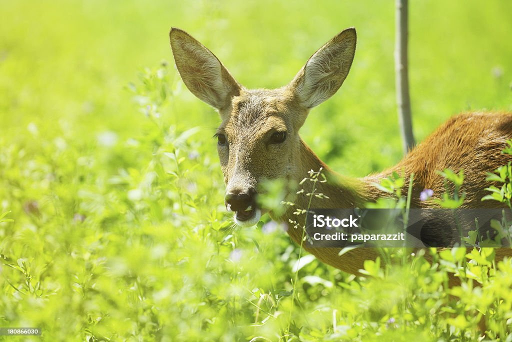 Young Cervato en la naturaleza salvaje - Foto de stock de Aire libre libre de derechos