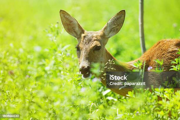 Young Cervato En La Naturaleza Salvaje Foto de stock y más banco de imágenes de Aire libre - Aire libre, Animal, Animal joven