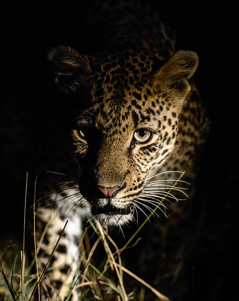 忍び寄るレオパード - leopard kruger national park south africa africa ストックフォトと画像