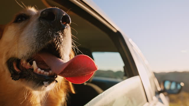 SLO MO Close-Up of Cute Golden Retriever Sticking Out Tongue in Car Seen Through Window Parked in Countryside on Sunny Day
