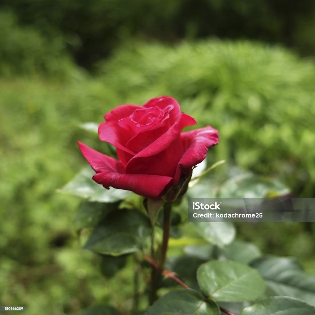 rosa - Foto stock royalty-free di Aiuola