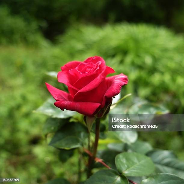 Rosa - Fotografie stock e altre immagini di Aiuola - Aiuola, Ambientazione esterna, Bellezza naturale