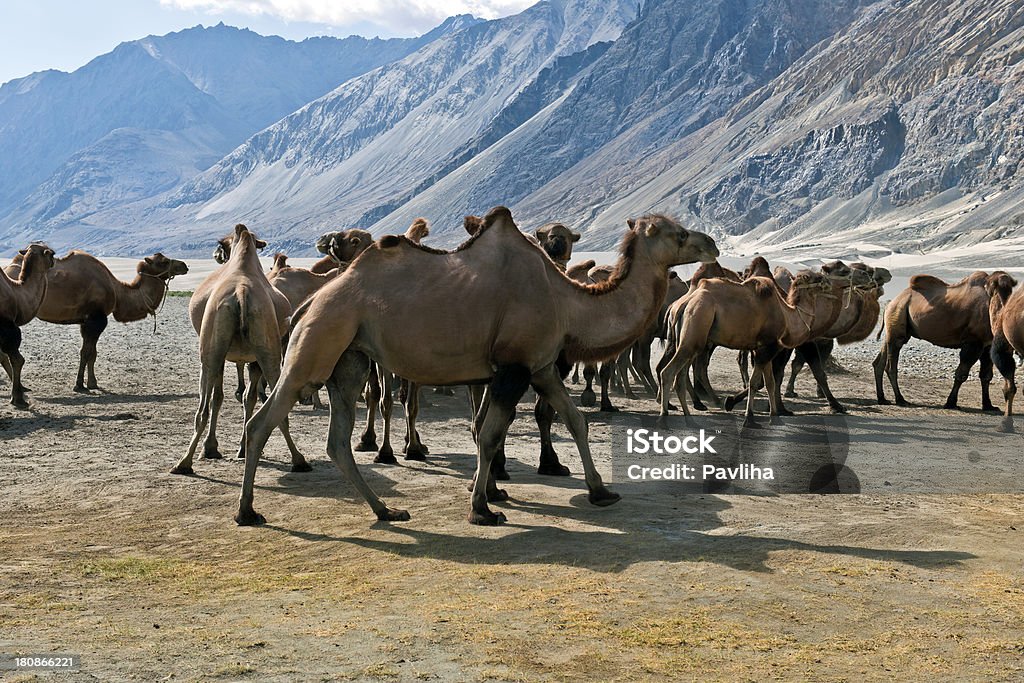 Mandria di cammelli della Battriana nella Valle di Nubra India - Foto stock royalty-free di Ambientazione esterna