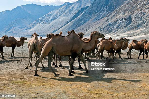 Foto de Manada De Camelos Bactrianos Em Nubra Valley Índia e mais fotos de stock de Animal