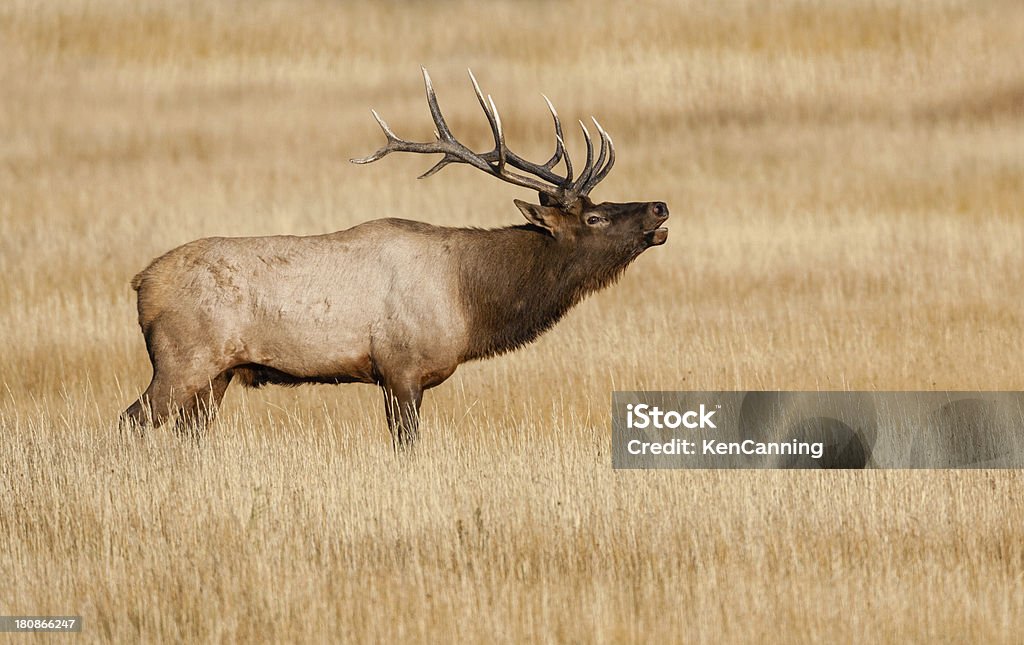 Elk Bull - Foto de stock de Aire libre libre de derechos