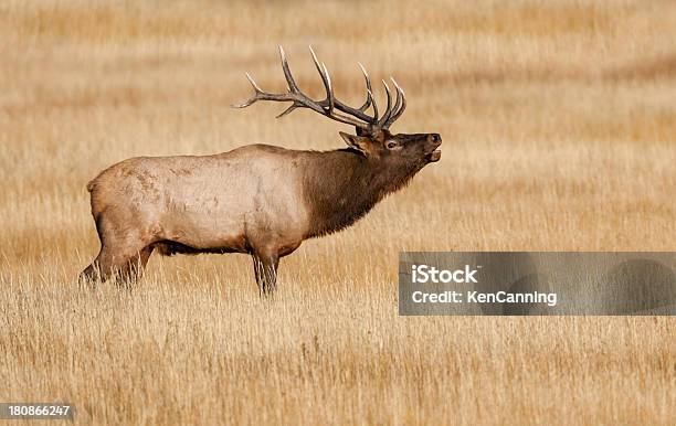 Foto de Alce Macho e mais fotos de stock de América do Norte - América do Norte, Animal, Animal selvagem