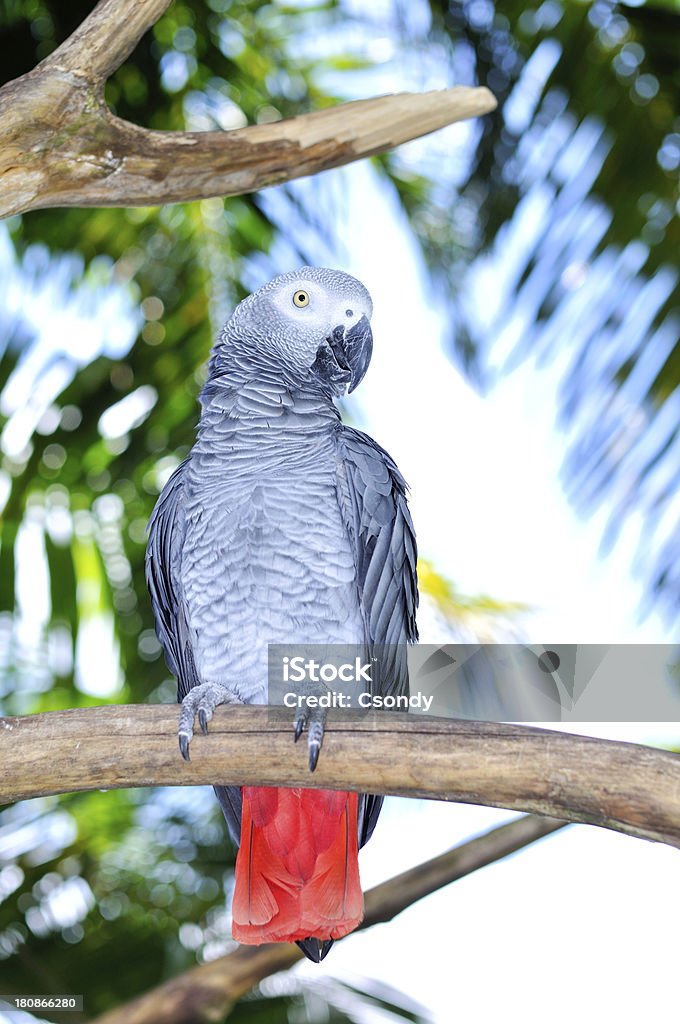 Grey Papagaio na selva - Royalty-free Papagaio Foto de stock