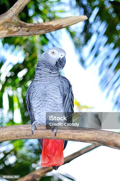 Grey Papagaio Na Selva - Fotografias de stock e mais imagens de Papagaio - Papagaio, Papagaio-do-Congo, Vida Selvagem