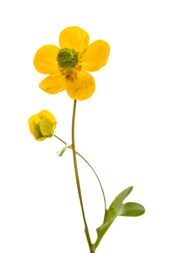 Beautiful buttercup flower isolated on white background