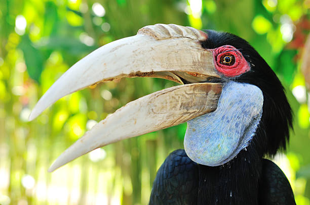 istock Toucan in the jungle 180866475