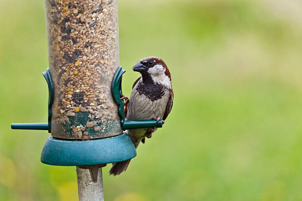 istock Male House Sparrow, Passer domesticus, on seed feeder 180866642
